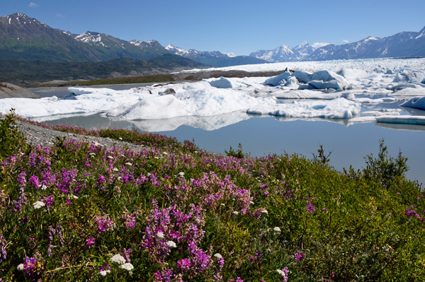 Knik Glacier and fireweed